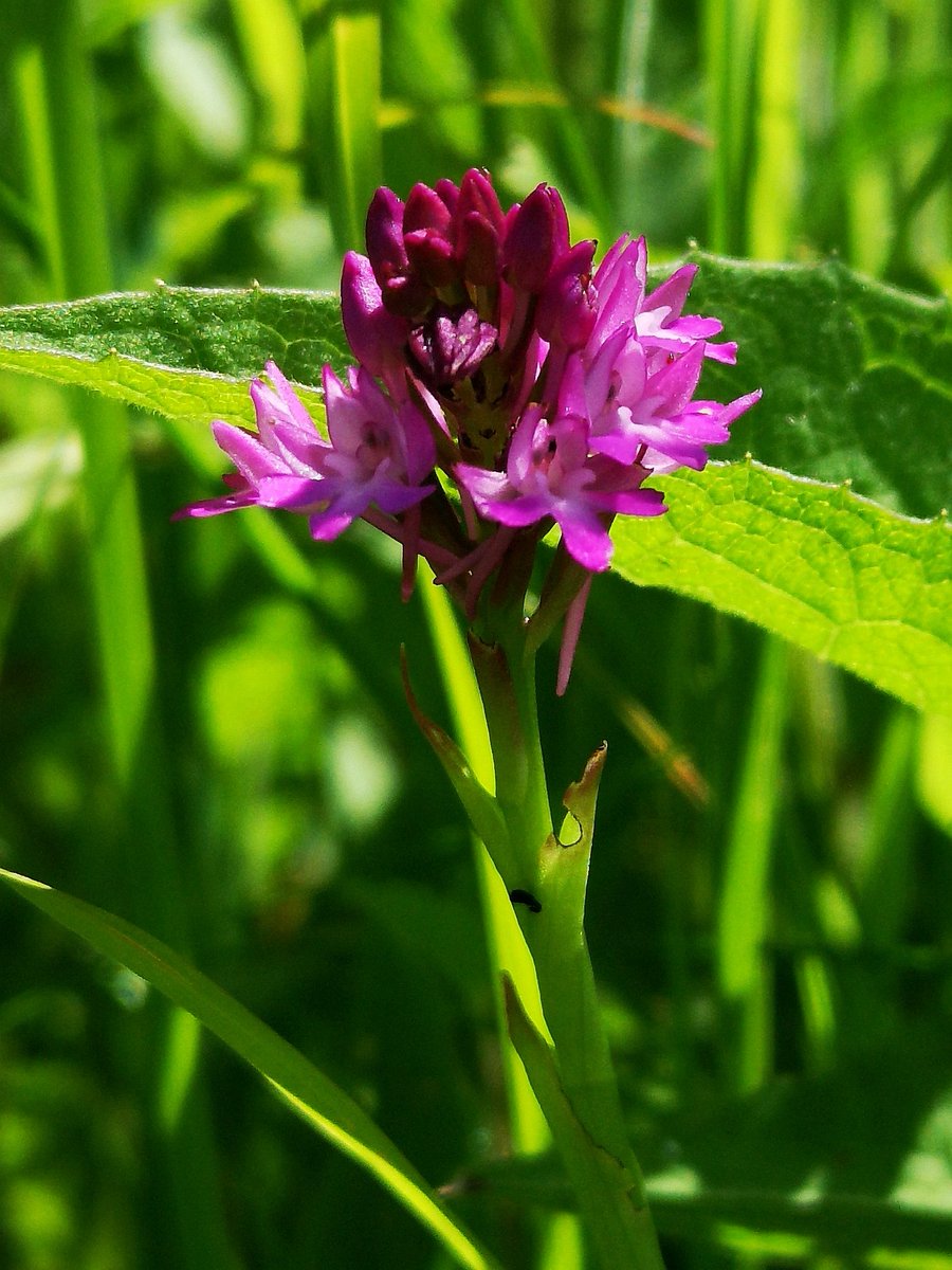 Only a single Pyramidal orchid at the roadside nature reserve neat Little Walsingham, though vegetation is rather tall this year - 47 Common spotted orchid are now past their best!