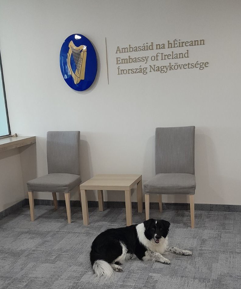 Ireland in Hungary tweet media