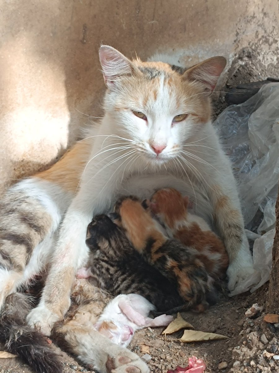 FoadMoradi7's tweet image. Four healthy Pishoos, one passed away. Their mom is extremely depressed for the death baby 🥲

She can&apos;t eat anything and anytime I bring her something to eat, she just mourns and cries for the baby 🖤

#foadmoradimusic
#MusicNFT 
#NFTCommunity