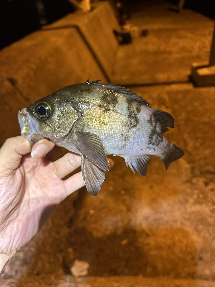 ぼちぼちいいのが釣れた🐟

 #cqbfieldalpha
 #Tomo疑似餌店
 #メンズ脱毛サロンoneshot
 #レディース脱毛サロンoneshot
 #kitchen女王
 #街の便利屋いのちゃん
 #釣り
 #アジング
 #がまかつ
 #luxxe
 #宵姫華弐
 #daiwa 
 #23月下美人LT1000S