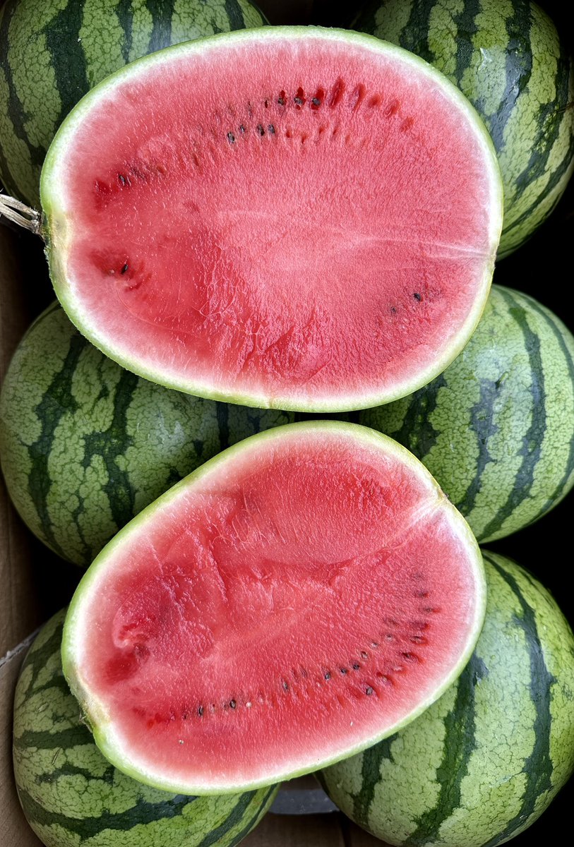 ☀️ Nothing beats the summer heat like a juicy, refreshing watermelon! 🍉 With the sun shining bright, it’s the perfect time to enjoy this delicious fruit. Whether you’re at a picnic, a BBQ, or just chilling in your backyard, a slice of watermelon is the ultimate summer treat.