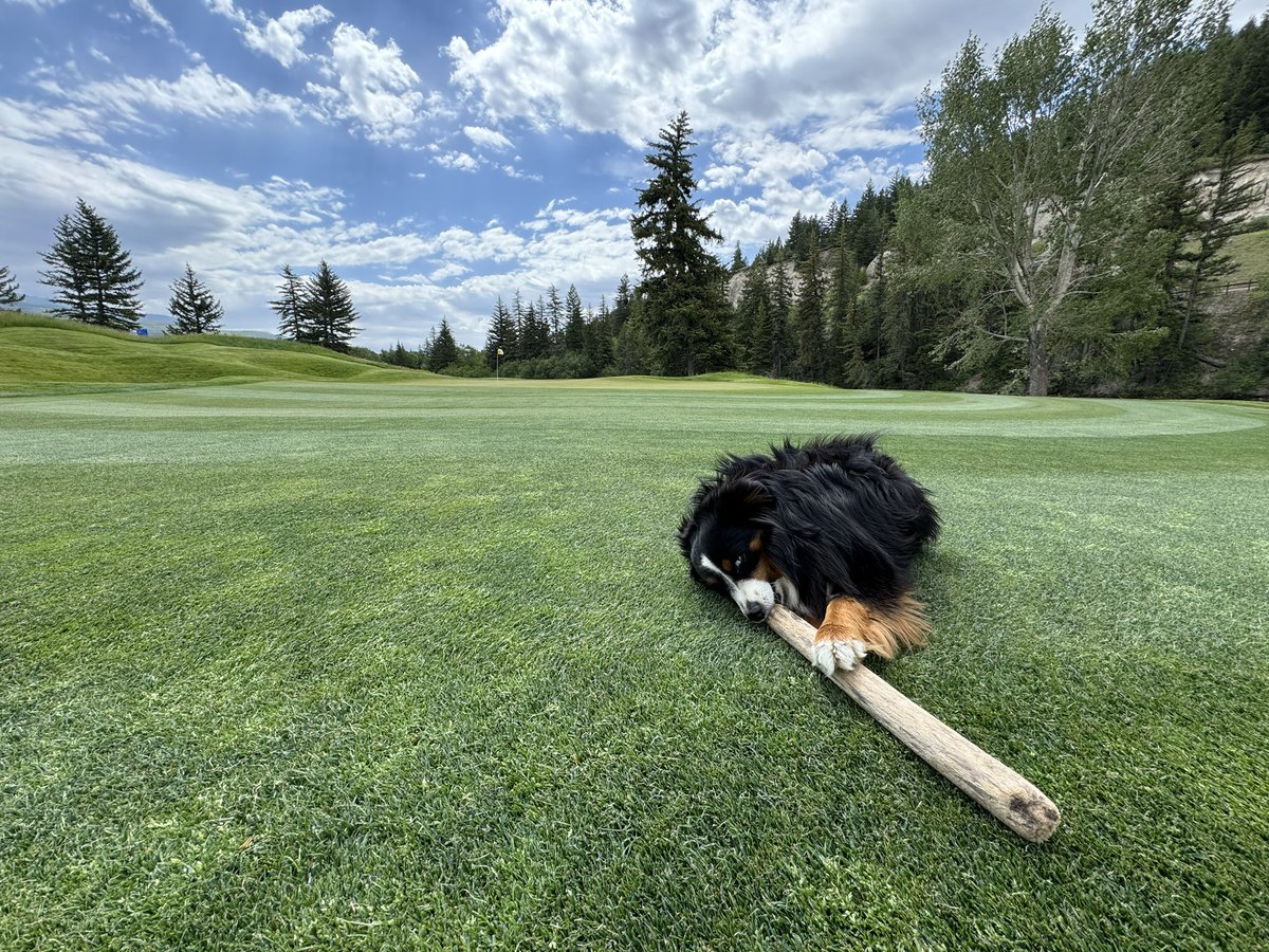 Hanging baskets up at the patio today and fescue sod down by the ditch. Busy week, Bowie hard at work