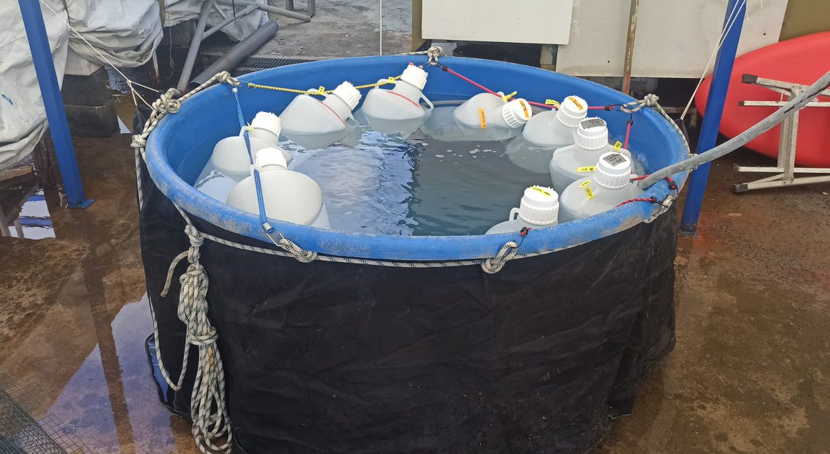#SUMMIT_Moorea - Day 5  

Today started the first real sampling! Superficial seawater has been taken to 20L carboys and incubated in big tanks on shore.  

#SUMMIT_ERCAdG #seawater #firstsampling