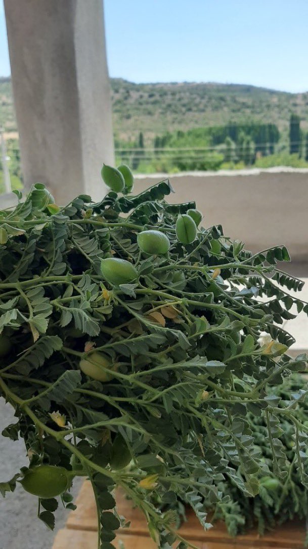 Bunun ne olduğunu bilene dm atacam.