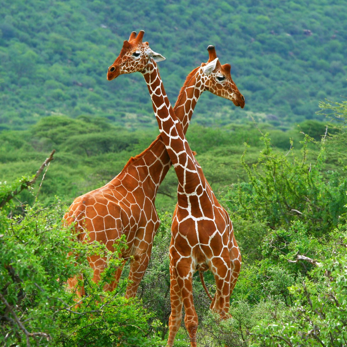 It's the #longestday #summersolstice in the UK &amp; #WorldGiraffeDay, so here's our favourite giraffe facts:
🦒 Every giraffe has a unique pattern of spots
🦒 The collective noun for giraffes is a 'tower'
🦒 Giraffes can run at up to 35mph
Let us know your favourite giraffe fact!