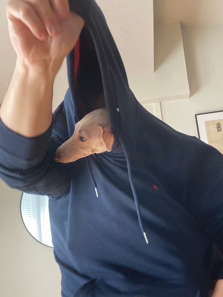 date: i really like dogs
me: *scrambling back from outside the restaurant* m'lady