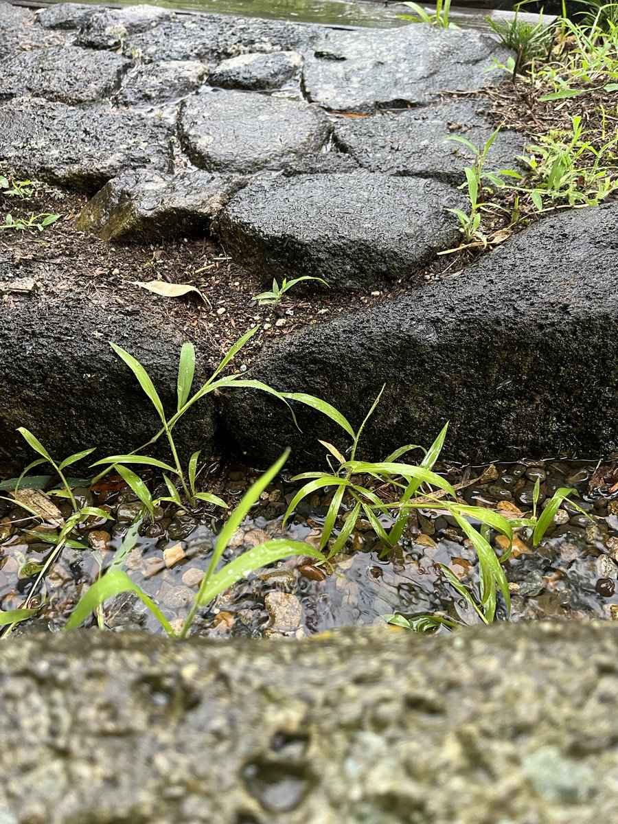 asasaki_t's tweet photo. 本日つくば！
雨は雨で良し！
#雨の美六山荘 https://t.co/c5zLVG0rs7