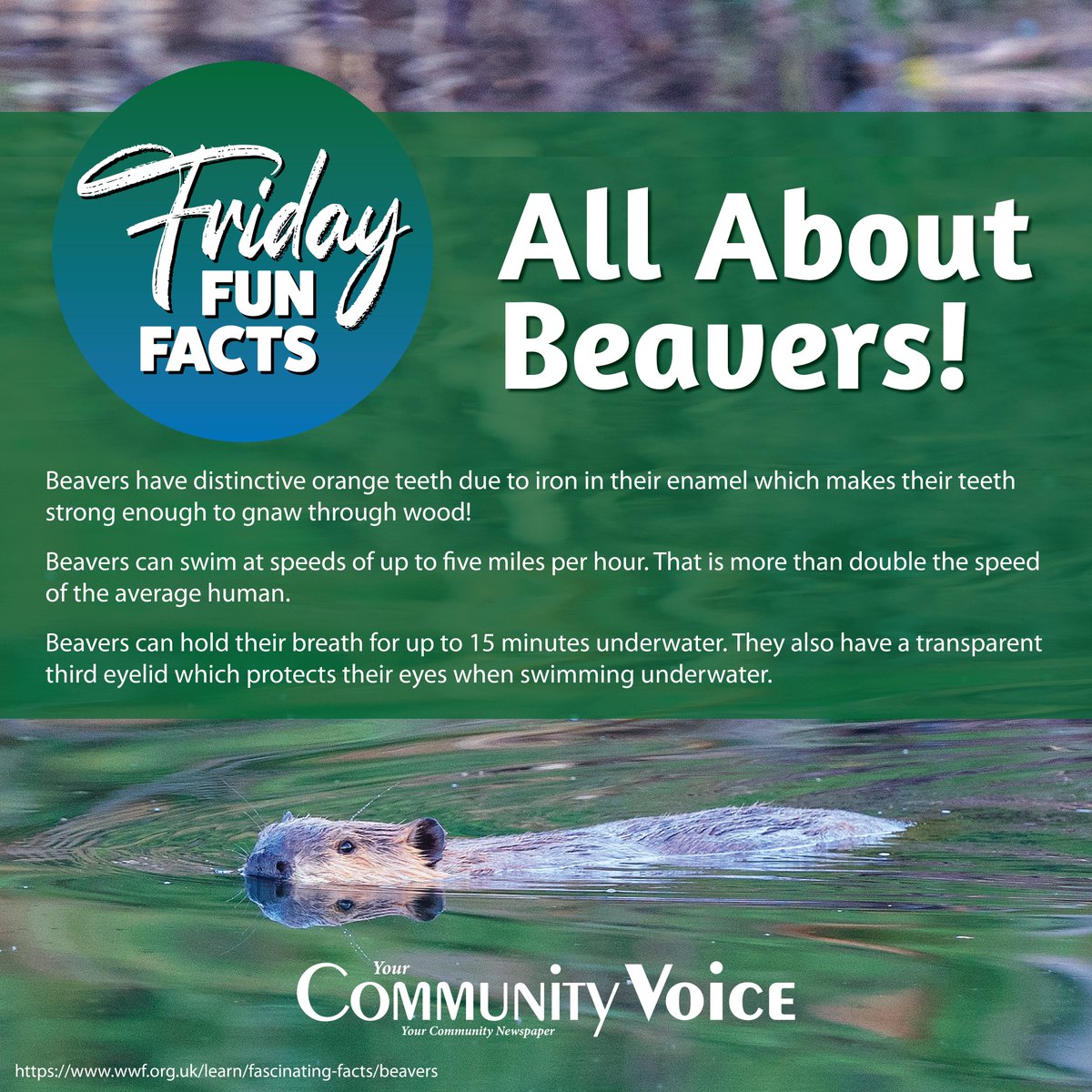 Your Community Voice tweet media