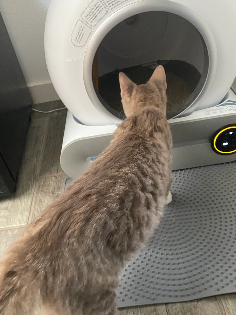 My cat loving the automatic litter box fills me with joy. Knowing my pet is having a good experience makes me feel content and delighted.