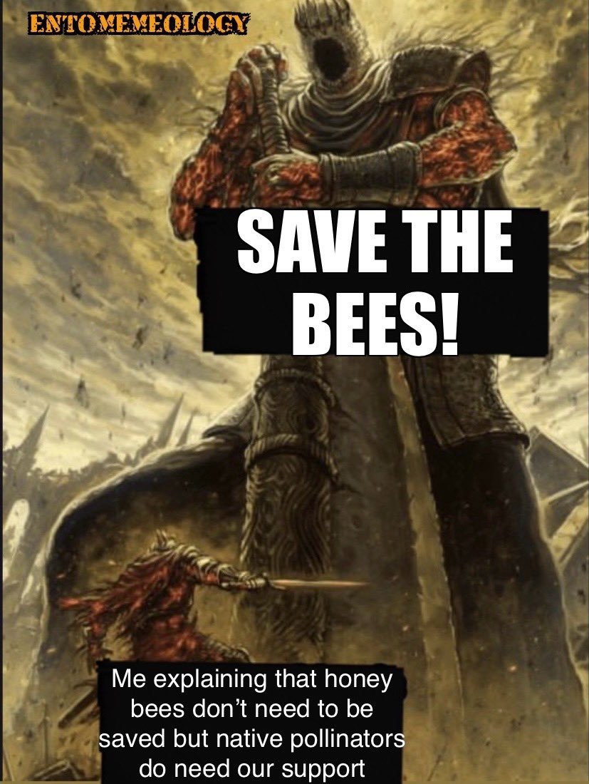 entomemeology's tweet photo. Happy pollinator week 2024! Weβre 84% of the way to our pollinator conservation fΗndΕΓ‘isìñg goal! See below!
#entomemeology #pollinatorweek2024 #nativepollinators #entomology https://t.co/RKLRtY4xzy