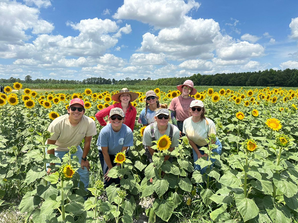 NCSUorganic (@ncsuorganic) on Twitter photo Our organic high-oleic sunflower research in bloom! Couldn't ask for a more photogenic crop or better crew! 
<a href="/NCStateCALS/">NC State College of Agriculture and Life Sciences</a> @CropandSoil <a href="/NCAgriculture/">NCDA&CS</a>
 #agronomy #fieldresearch #organic #sunflower Our organic high-oleic sunflower research in bloom! Couldn't ask for a more photogenic crop or better crew! 
<a href="/NCStateCALS/">NC State College of Agriculture and Life Sciences</a> @CropandSoil <a href="/NCAgriculture/">NCDA&CS</a>
 #agronomy #fieldresearch #organic #sunflower