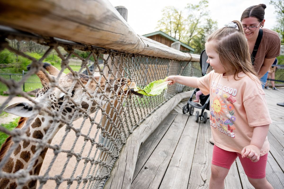 It’s #WorldGiraffeDay! 🦒 #StandTallForGiraffe