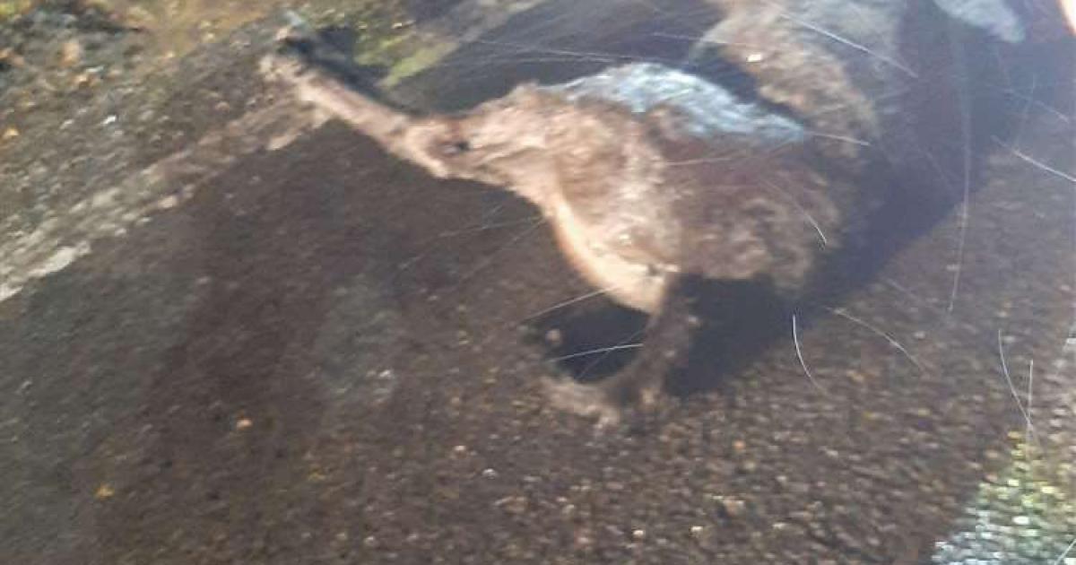 Six-week-old New Forest foal killed by driver who fled scene dlvr.it/T8bNMD