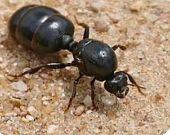 Nick Mangwana tweet media