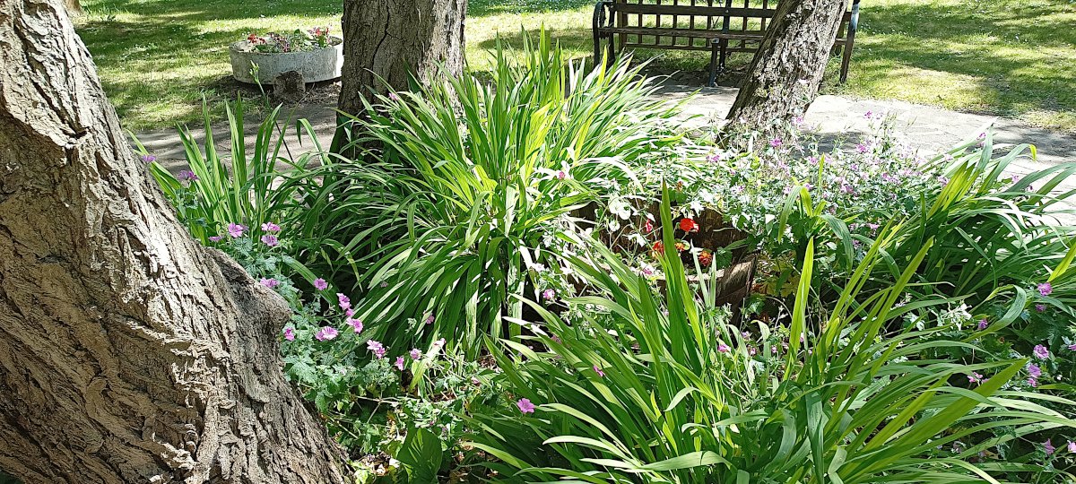 Garden looking good in Northwick Park Hospital. Our garden in Northwick Park Hospital was showing a good amount of colour on Friday 21 June 2024.  It looks as if Summer has finally arrived on the longest day of the year!  Our crew had a lot of tidying to do!!