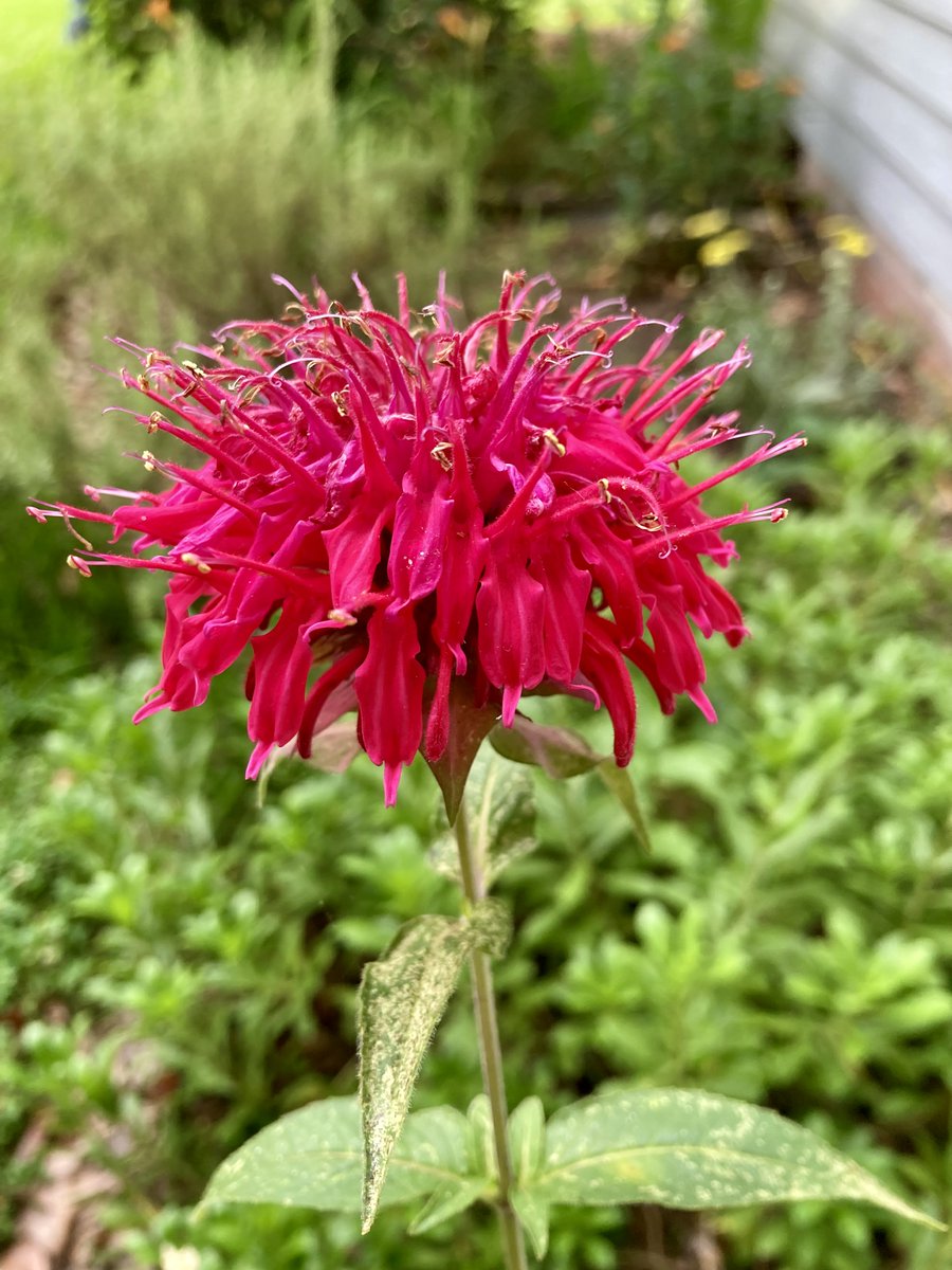nngf's tweet photo. ✨Native plant spotlight: Monarda (or beebalm) ✨

Its vibrant red flowers attract bees, butterflies, and hummingbirds, making it a perfect addition to your garden.🌼 

#NewportNews #GreenFoundation #Beebalm #NativePlants #Virginia https://t.co/eYyK5ib729