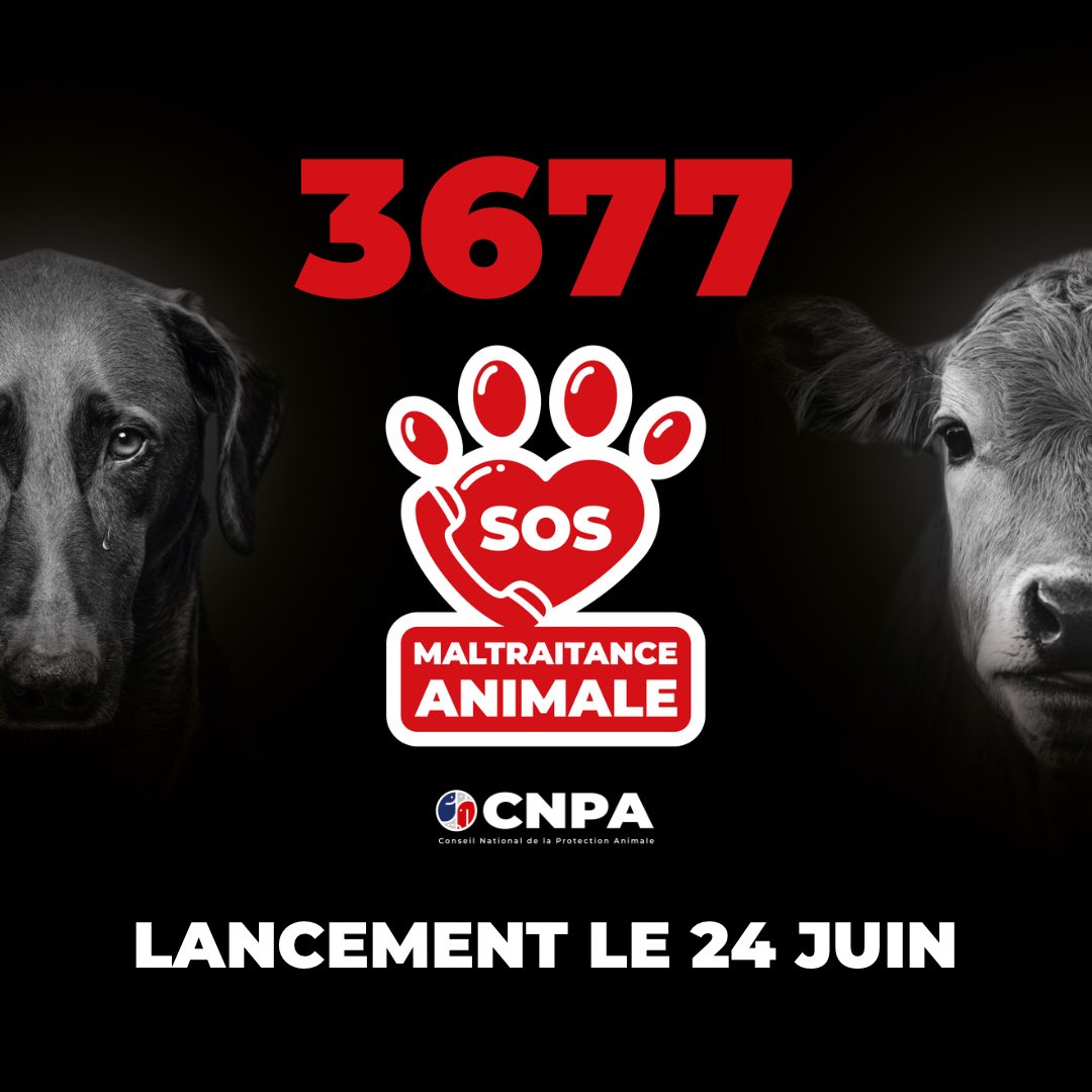 PartiAnimaliste's tweet photo. ☎️ Le 3677 est le premier numéro national, gratuit 24h/24, pour signaler les cas de maltraitance animale ! C'est une excellente initiative que nous saluons ! 

Malheureusement, il ne concernera pas les sévices légaux tels que l'élevage intensif, la chasse ou encore la corrida... https://t.co/e3ywbTJfKa