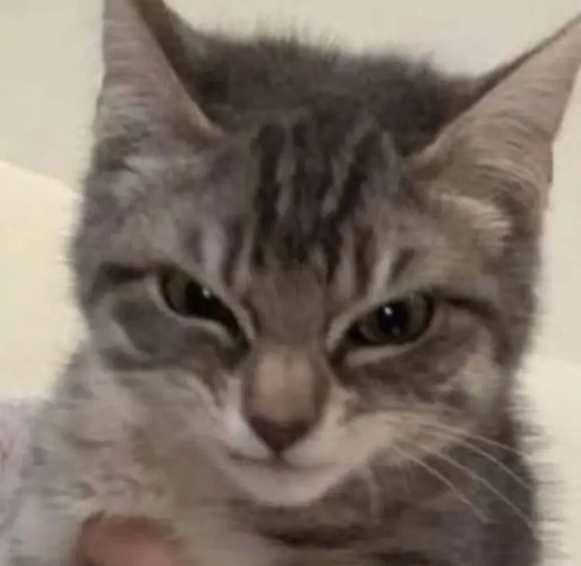 taejun as cats (@nyangztaejun) on Twitter photo 