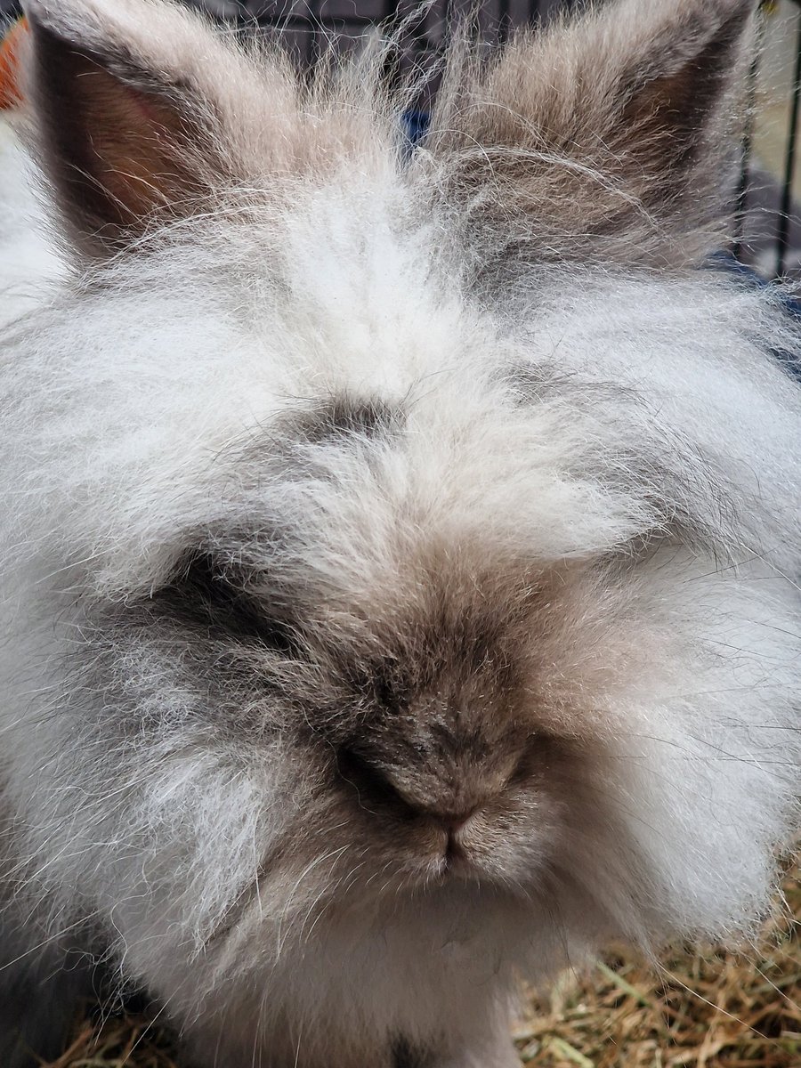 friendshiptree3's tweet photo. How beautiful is the fluff ball? 😍 Her colouring is shining through today in the sunshine. #rabbit #LionheadRabbit https://t.co/5Cr86Le4oQ