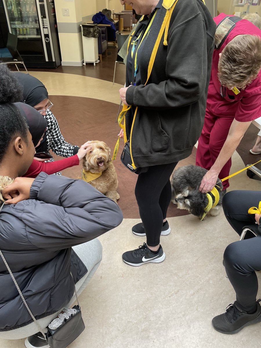 LivUniWP's tweet photo. This week the medics on our Merseyside Young Health and Life Sciences programme visited @TheCountessNHS as part of their work experience. They got a lot from the day, including hands on experience and a cuddle with Barney the therapy dog!
#MYHLS @LivUniHLS https://t.co/zDqwG2ffGa