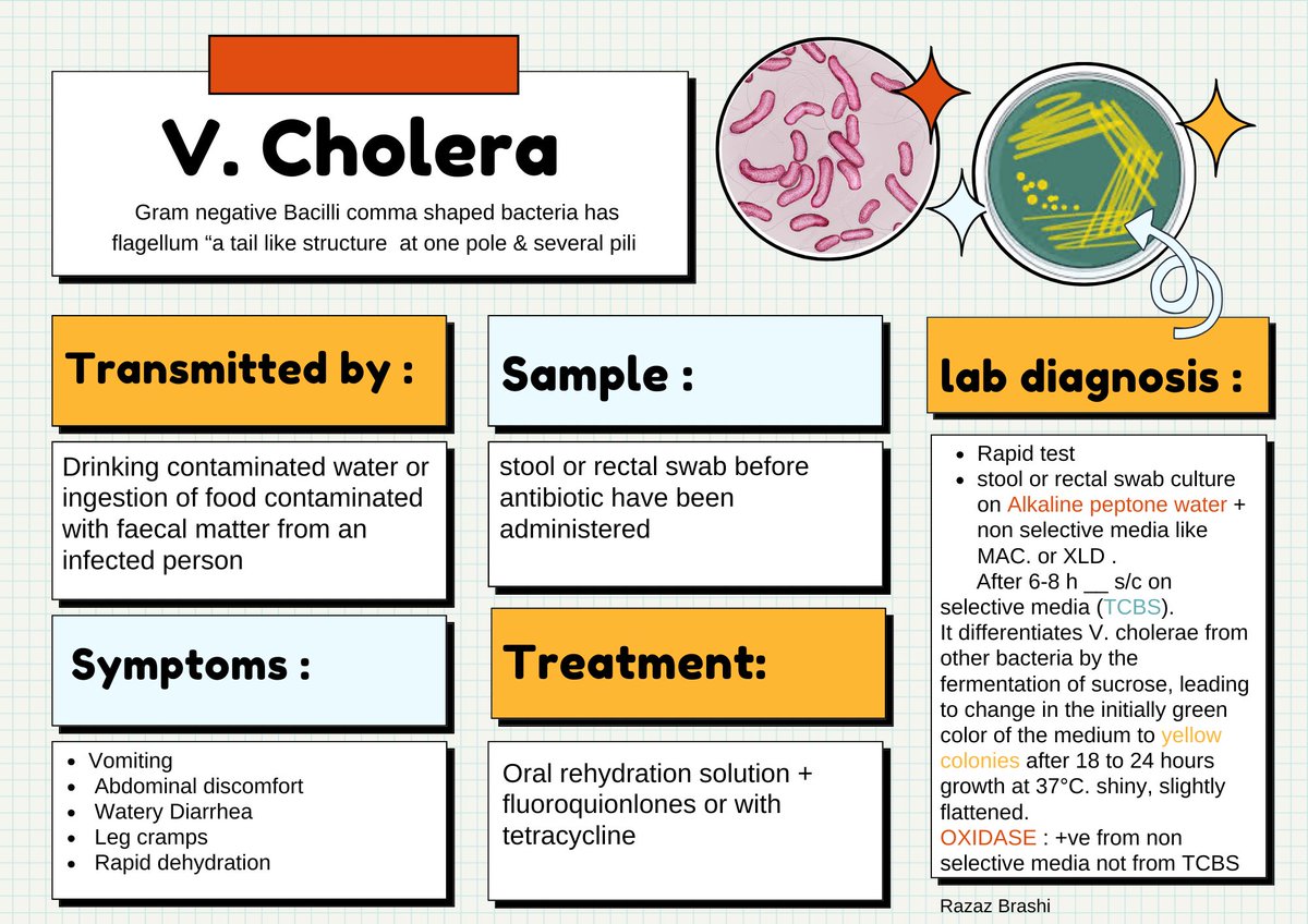 رزاز 🕊️ tweet media