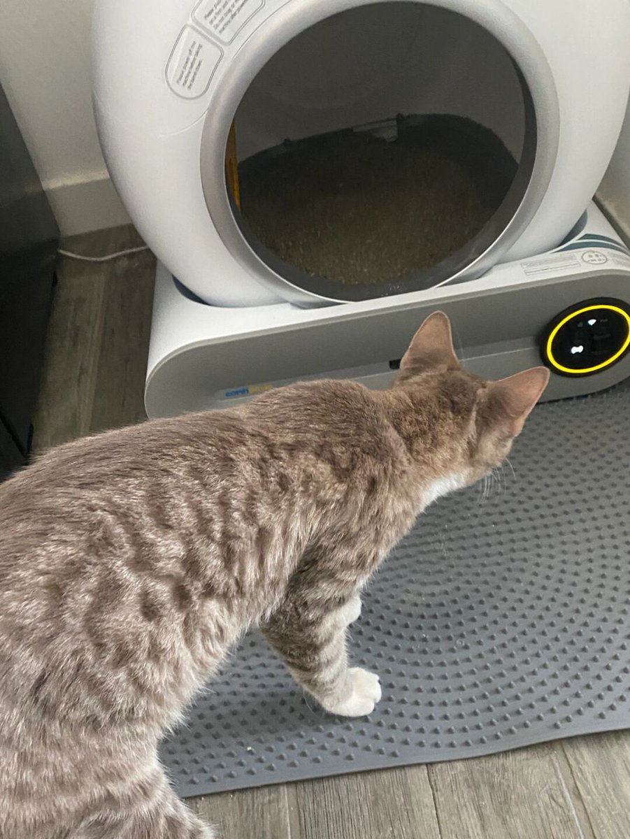 Seeing my cat enjoy the new automatic litter box fills me with happiness. Watching my pet have a positive experience makes me feel content and satisfied.