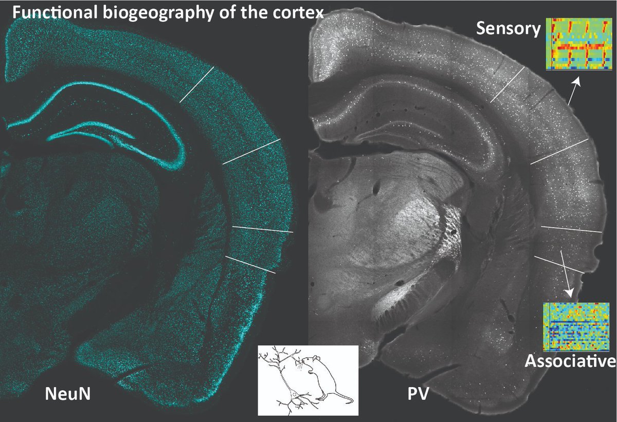 MaxNigro_Neuro's tweet photo. @RNeuroscience will represent #NigroLab @KISNeuro @NTNUhelse #FENS2024 @FENSorg
#Neuropixel #ComputationalNeuroscience
Thursday June 27, PS03-27AM-105
Computational insights on the cortical biogeography
See also:
https://t.co/3VgQ8xquqe https://t.co/V75Pl7IfxP