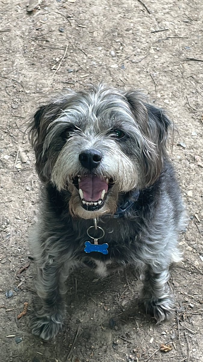 Getting serious <a href="/HackerTDog/">Hacker T Dog</a> vibes off my dog rn