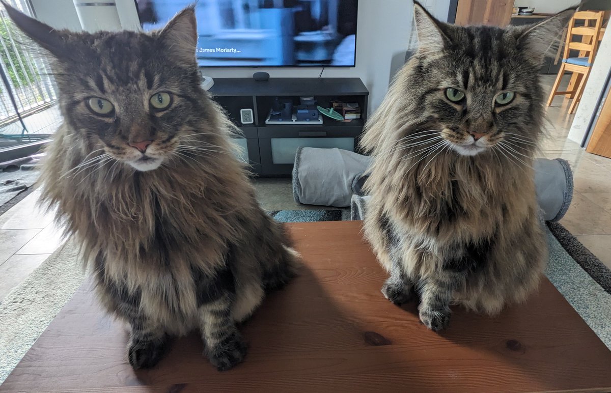 RoyandMoss_cats's tweet photo. Could you please stop watching that noisy thing and GIVE US FOOD! #norwegianforestcat #CatsofTwitter  #royandmoss https://t.co/7XVL8gXv1f