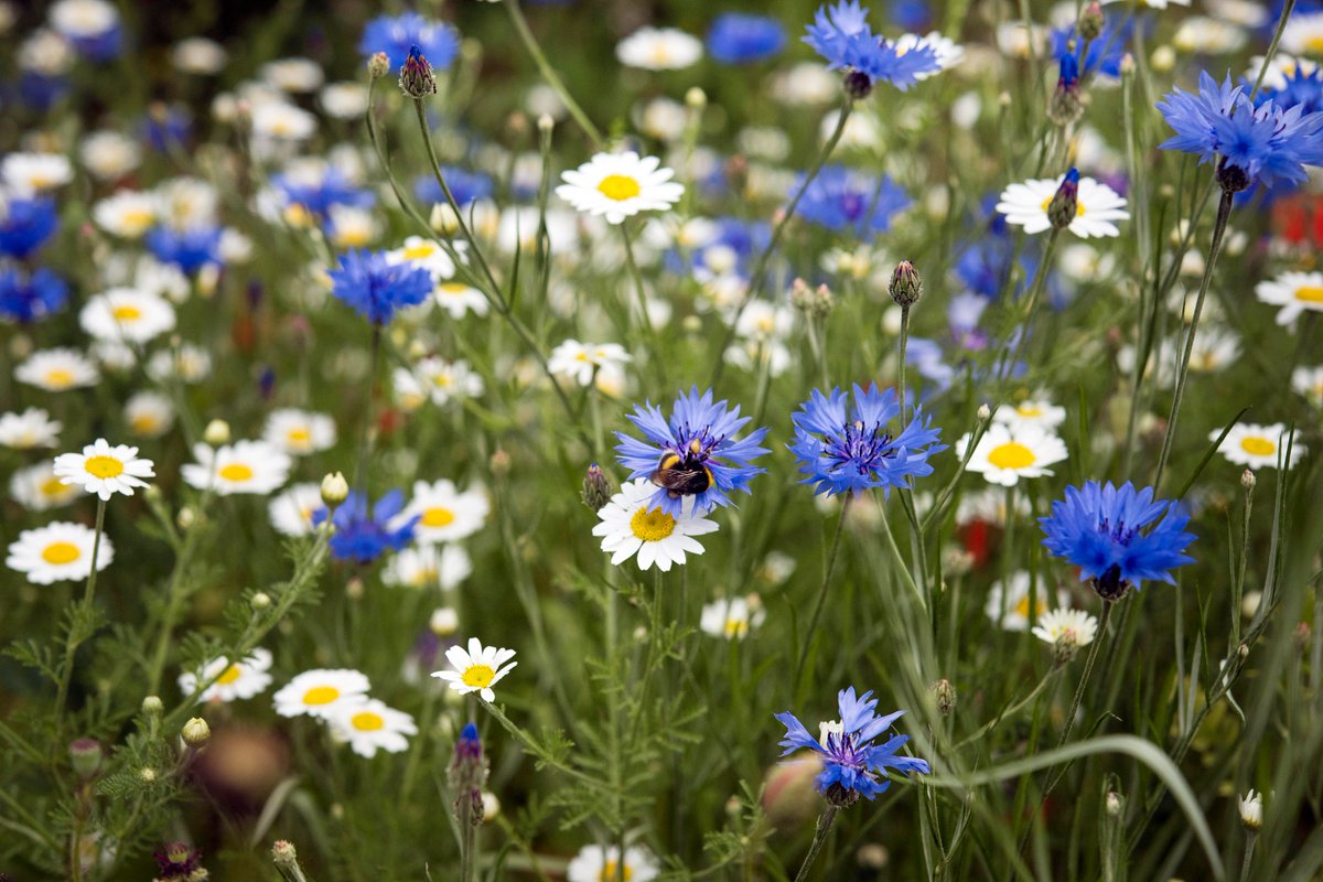Wildflowers and woodlands: <a href="/FieldStudiesC/">Field Studies Council</a> and <a href="/EdenProject/">Eden Project</a> team up to deliver one-day natural history courses this summer. Aimed at beginners, nature enthusiasts, students, early career ecologists and anyone with a passion for British natural history!🌼🌸🌳edenproject.com/media-relation…