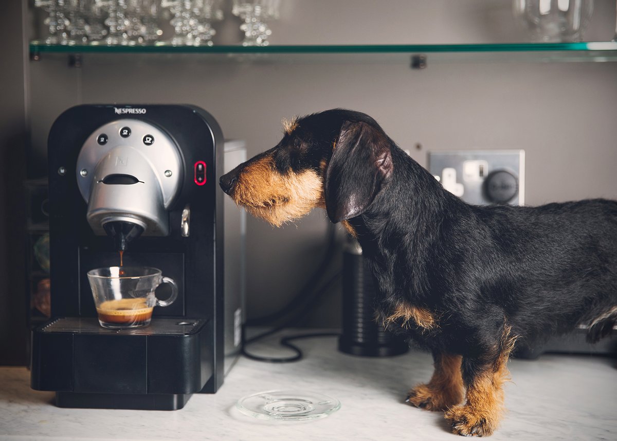 Well that's a wrap for another year. Thank you to every person and doggo that took part in national #BringYourDogToWorkDay 2024. It's been a tremendous success as always. Thank you for donating to our charities <a href="/AllDogsMatter/">All Dogs Matter</a> @AAFEvents and The Surge Sanctuary. See you next year!