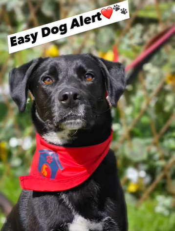 rescuedoggypaws tweet picture