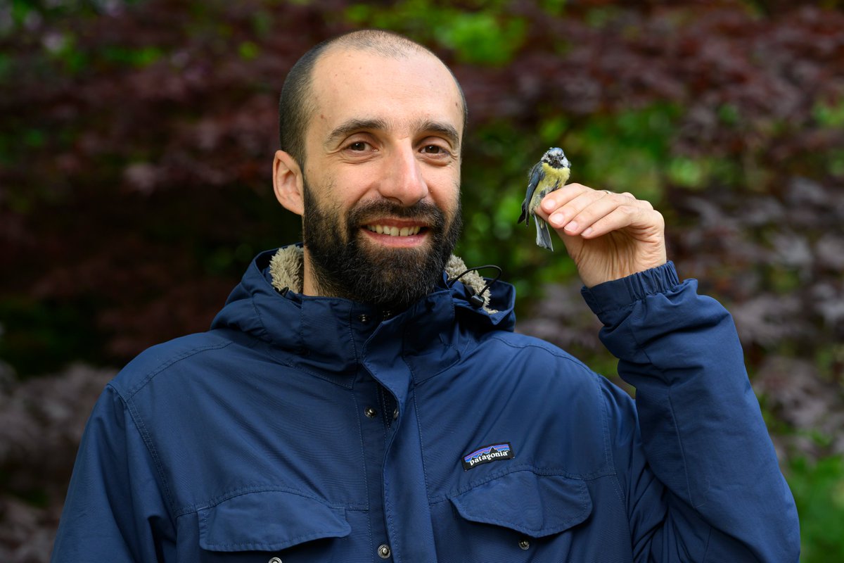 Royal Society of Edinburgh (@royalsoced) on Twitter photo Are cities ecological traps for songbirds? <a href="/dmdominoni/">Davide M Dominoni</a>'s RSE-supported research used novel DNA analysis to explore how urban diets impact Blue Tit health & reproduction. His findings could help inform urban planting to increase #biodiversity in our cities.
rse.org.uk/are-cities-eco… Are cities ecological traps for songbirds? <a href="/dmdominoni/">Davide M Dominoni</a>'s RSE-supported research used novel DNA analysis to explore how urban diets impact Blue Tit health & reproduction. His findings could help inform urban planting to increase #biodiversity in our cities.
rse.org.uk/are-cities-eco…