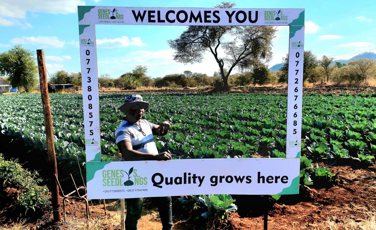 GenesisSeedling's tweet photo. "Visit us at Genesis Seedlings and snap a photo in our photobooth, behind this Intello Cabbage! Share it on social media (WhatsApp, TikTok,  etc.) and tag us @genesisseedling. You'll be entered into a contest to win 5,000 cabbage seedlings in July! Good luck!" _T/C @SyngentaZW https://t.co/NvWZrW6z53