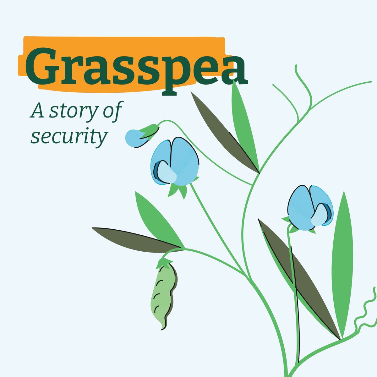 🌱 #DYK that grasspea has been cultivated for over 8,000 years?

Tough and resilient, it survives droughts and floods, often being the only crop left after disasters. Learn how plant breeders work to make it safer for consumption ➡️  buff.ly/3Rr5yUI

#BOLDcwr <a href="/ICARDA/">ICARDA</a>