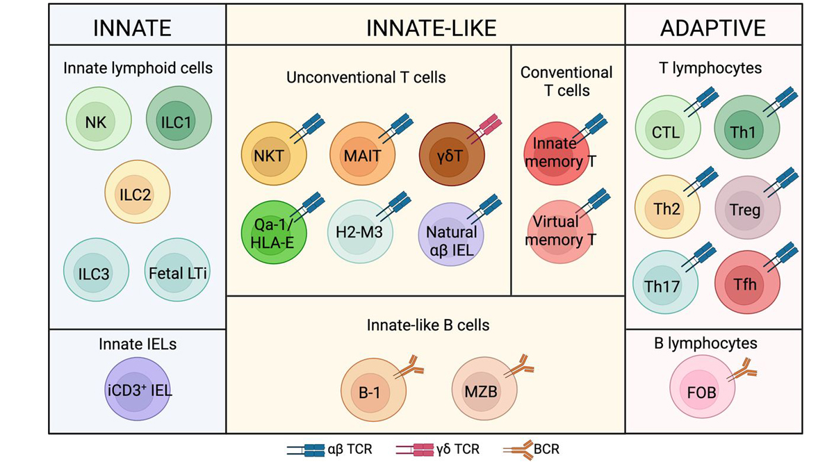 Get up-to-date on mechanisms that bridge #ImmuneSystem arms. Dr. Sebastian Joyce guest edits this special collection that highlights the complex immune circuits that impact innate &amp; adaptive immunity. Check it out! #ReadTheJI #ICYMI #ILCs
➡️ ow.ly/PLUz50SkhVA