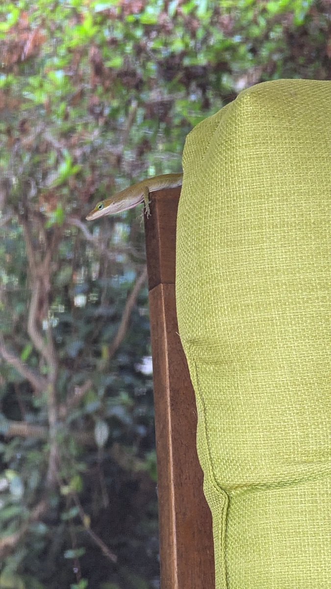 sinewavesurf's tweet photo. Lizard status for Friday, June 21: Yes https://t.co/dBuJz2Sxyp