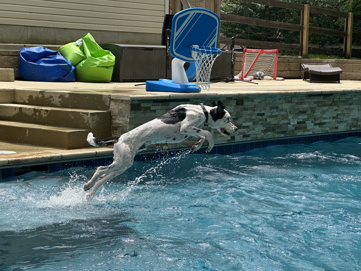PowerApps911's tweet photo. Happy Friday! I don't know about you all, but it's only 10 a.m. in the Cincinnati area, and it's already a scorcher. Try to stay cool like Buddy and go for a dip if you can! ๐ถ Hey @ShanesCows, how about inviting your marketing guy over to swim in that nice pool??๐ #PowerApps911 https://t.co/EgK17OXxV8