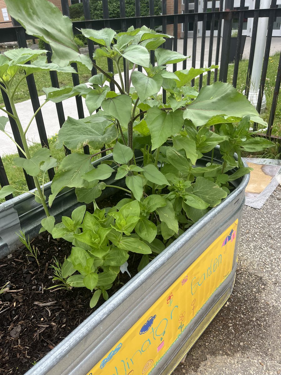 SUPPASTARS (@suppastars) on Twitter photo Thanks to teamwork, our pollinating garden is thriving. <a href="/BeaumondeBHJMS/">Beaumonde Heights Junior Middle School</a> Thanks to teamwork, our pollinating garden is thriving. <a href="/BeaumondeBHJMS/">Beaumonde Heights Junior Middle School</a>