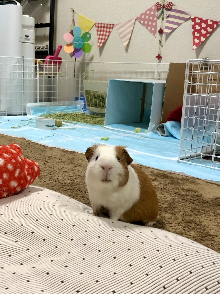 Oimo the guinea pig tweet media