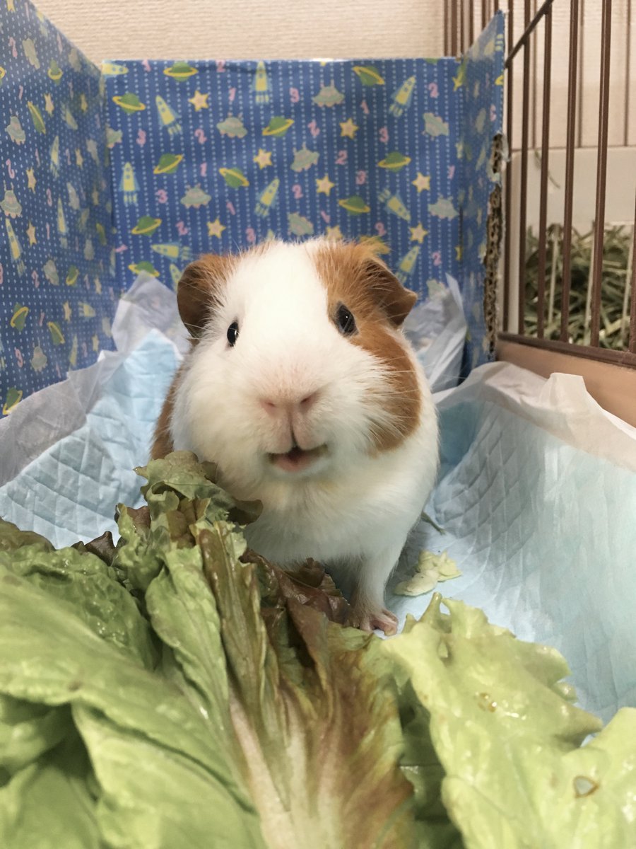 Oimo the guinea pig tweet media