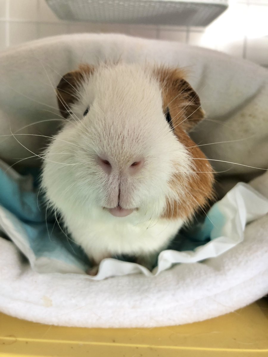 Oimo the guinea pig tweet media