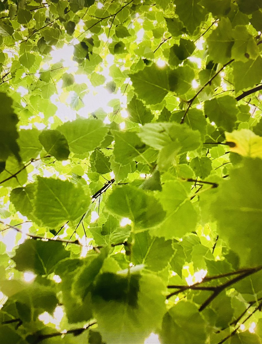 Paul Dowse MCCT tweet media