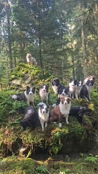 Watch WeRateDogs's leaked NSFW video on TwXstars