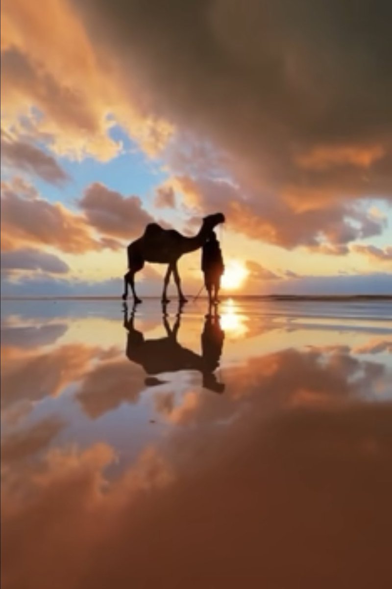 sahrafaris_f16's tweet photo. •
•

واابوي الا وابوااه من وقتي اللّي
يلعب بعميان القلوب المراجيح

وعييت لا اَردّ خاطرٍ جايزلّي
مابين غدران القلوب الضحاضيح

الا بعيدٍ دون البعد زَلّي
بيني وبينه يركض العمر ويطيح

#فارس_الصحراء
#صالح_المطرفي_الهذلي https://t.co/6pZigiysNT