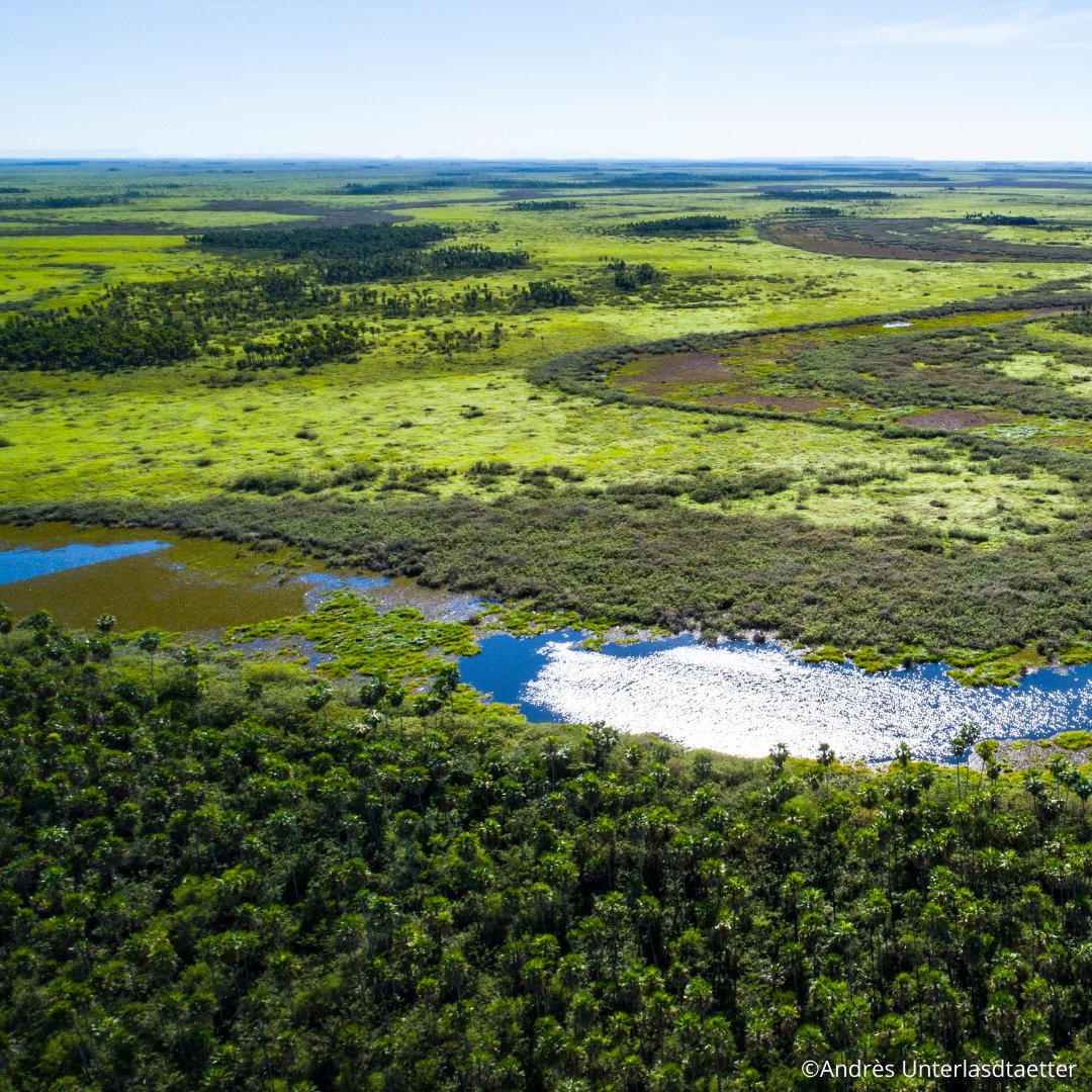 Oggi è il #WorldRainforestDay🌴

Le #foreste pluviali ricoprono meno del 3% del #pianeta ma ospitano più della metà delle #specie terrestri di piante e #animali e svolgono una serie di servizi ecosistemici dal valore inestimabile🐆🌿🦜

🔗wwf.it/pandanews/ambi… 
#22giugno
