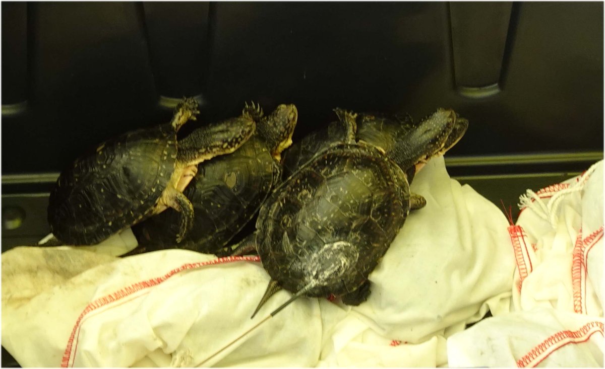 RNUP_NOW's tweet photo. On Wed. June 20 the #RNUP along with partners, the #TRCA and the #TorontoZoo, released a number of Blandings turtles into the Rouge National Urban Park. This was the 11 year for this release and it is helping to facilitate the recovery of this species in the Rouge Watershed. https://t.co/LWGaC89fiH