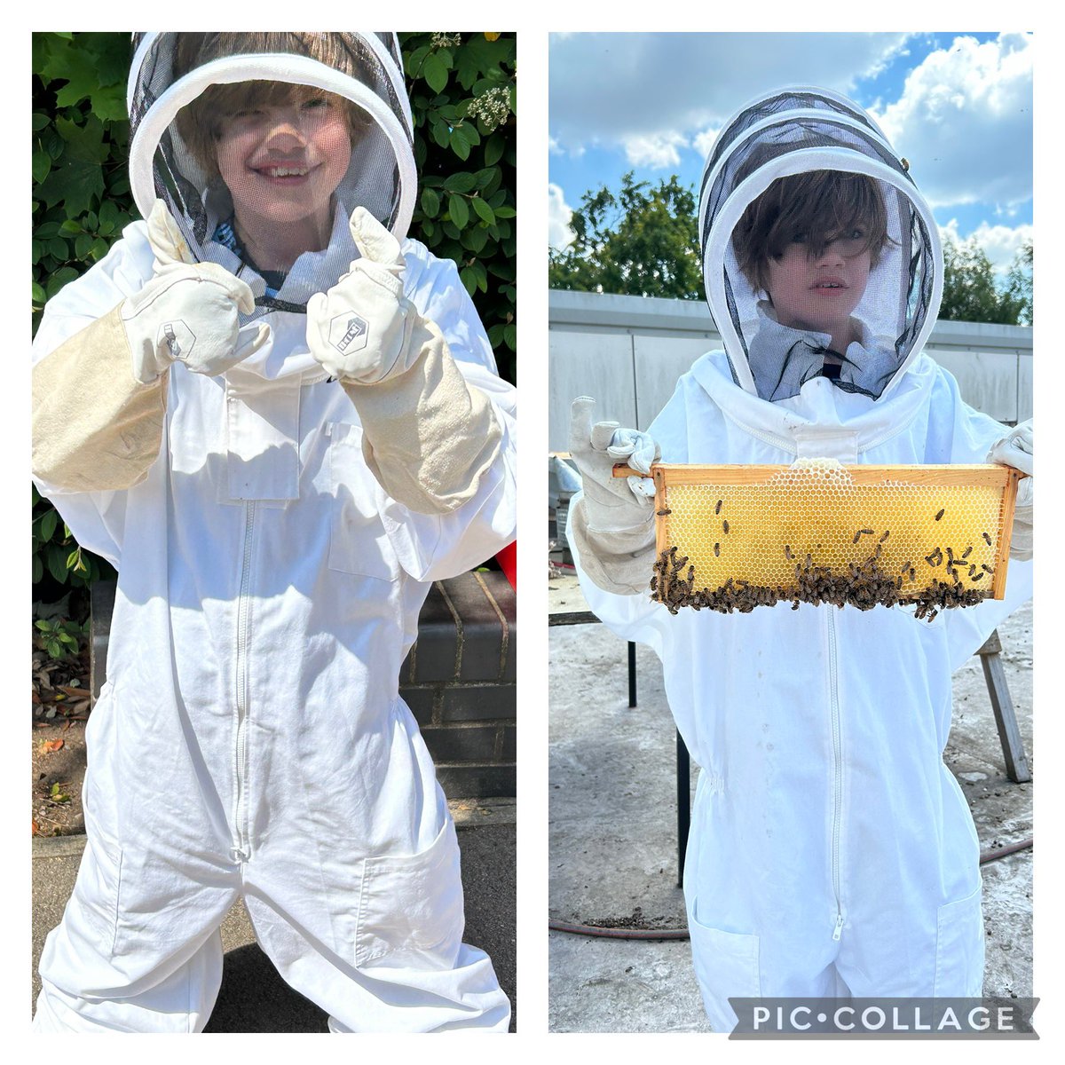 norbridge_bees tweet media