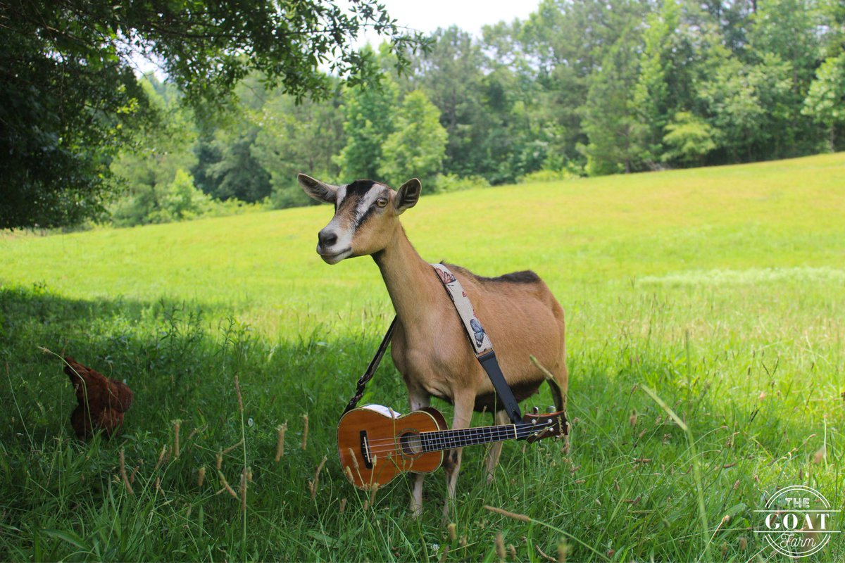 TheGOATFarmLLC's tweet photo. Not sure if we could reenact this picture again this summer, so here's a #FlashbackFriday photo of Loretta Lynn "playing" the ukulele last summer. 🎸🐐🎶

#rurallife #animalsplaying #goats #musicians #musiclife https://t.co/8RvBvv55R2