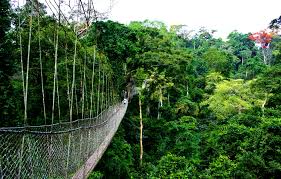 kigali_car's tweet photo. 5 Days Nyungwe Forest National Park Tour
 [https://t.co/VurwH1bj4K...]
Book now
info@kigalicarrentals.com
Call:+250783008990
#exploreAfrica #affordableluxury #roadtrip #KigaliRwanda #vacationmodeon #driveguide #bestcarrental https://t.co/RPAH3HtwUh